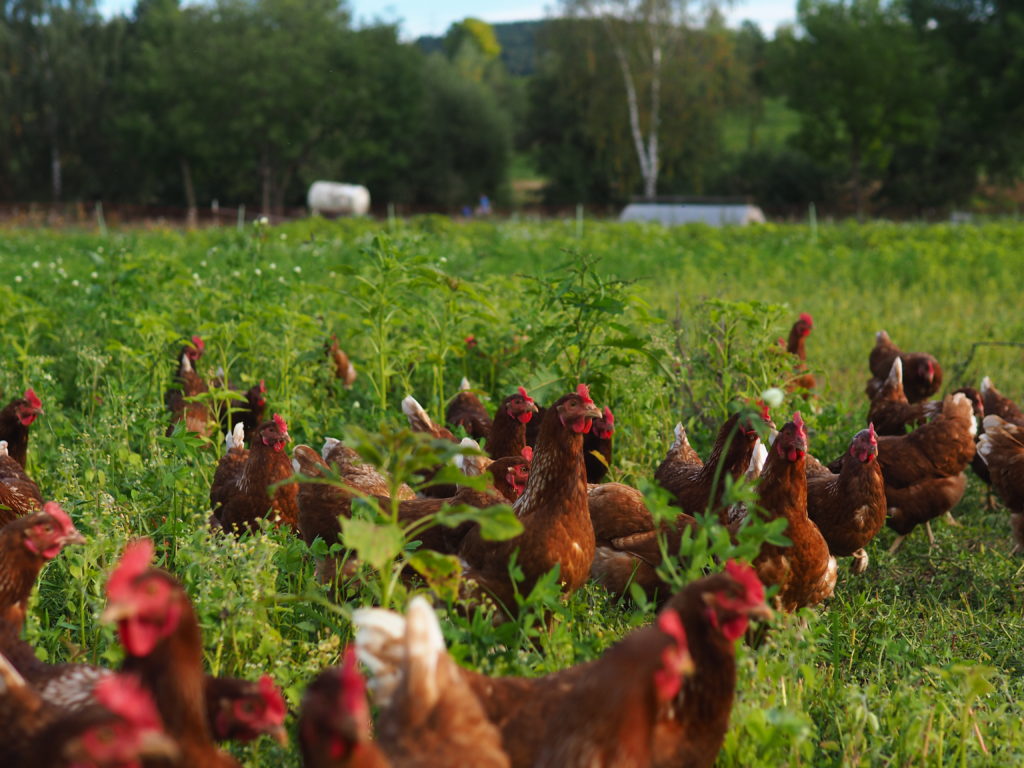 Hühner und Hennen im Feld